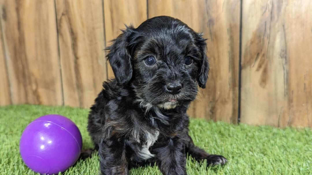 puppy, for, sale, Cavapoo, Randy  Swartzentruber, dog, breeder, Half Way, MO, dog-breeder, puppy-for-sale, forsale, nearby, find, puppyfind, locator, puppylocator, aca